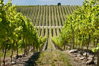 Pinot Noir från Central Otago: därför smakar Nya Zeeland inte som Bourgogne