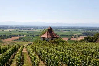 Spätburgunder guide: Tysklands röda hemlighet för Pinot Noir-fans