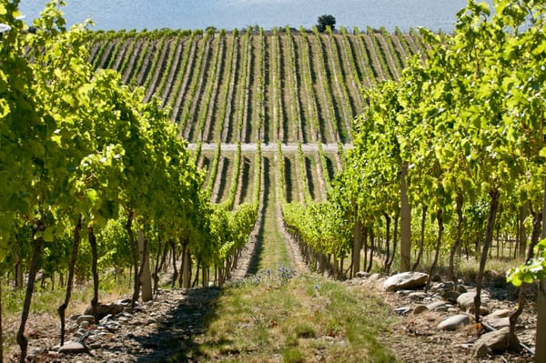 Pinot Noir från Central Otago: därför smakar Nya Zeeland inte som Bourgogne