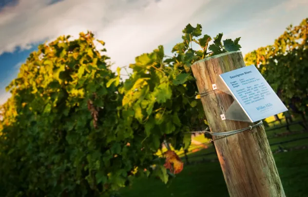 Vad gör Marlboroughs Sauvignon Blanc unik – och varför älskar man den?