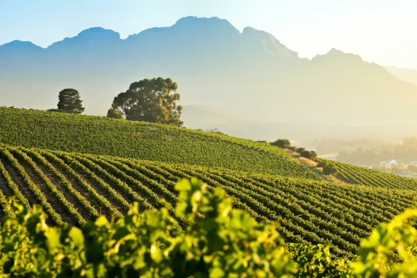 Cap Classique, Sydafrikas mousserande vin