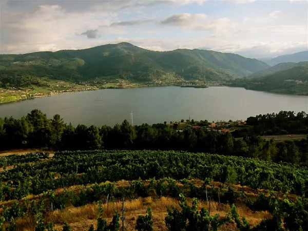 En druva, två länder: Albariño och Alvarinho